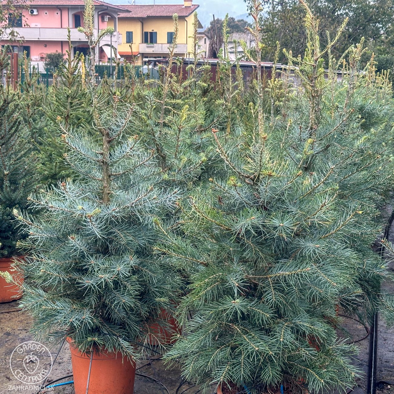 Obrázok Jedľa jednofarebná (Abies concolor) - výška 80-90 cm, kont. C12L